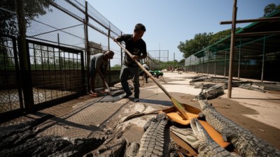 The Crocodile Farms of Cambodia: A Harsh Reality Unveiling Life's Wisdom