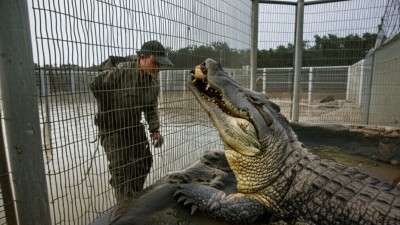 악어 농장에서 배우는 삶의 지혜: 캄보디아의 이색적인 직업 세계